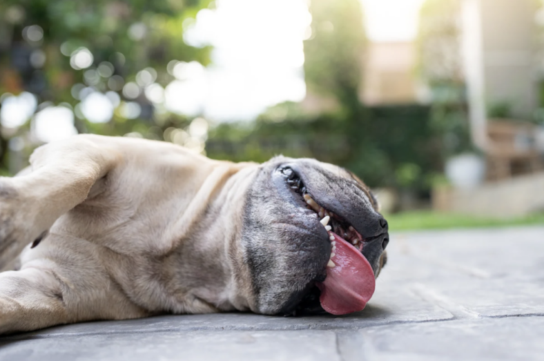 dehydrated dog